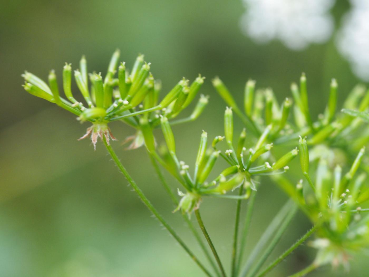 Chervil, Rough fruit